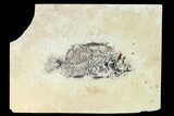 Bargain, Fossil Fish (Cockerellites) - Wyoming #144160-1